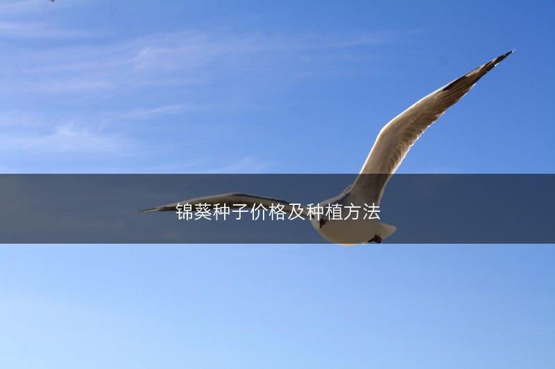 锦葵种子价格及种植方法(图1) 锦葵种子价格及种植方法(图1)