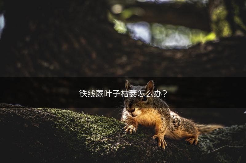 铁线蕨叶子枯萎怎么办?(图1) 铁线蕨叶子枯萎怎么办?(图1)