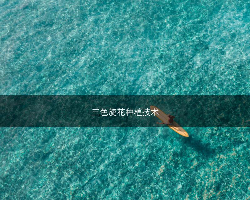 三色旋花种植技术(图1) 三色旋花种植技术(图1)