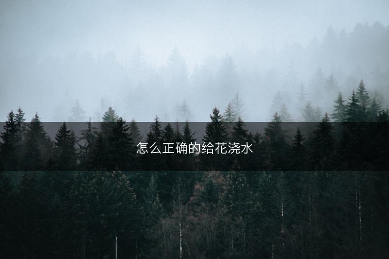 怎么正确的给花浇水(图1) 怎么正确的给花浇水(图1)