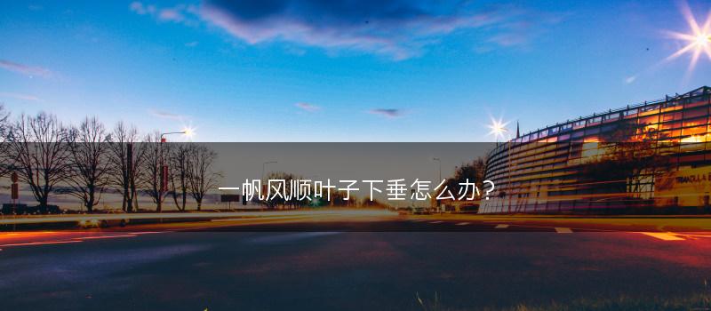 一帆风顺叶子下垂怎么办?(图1) 一帆风顺叶子下垂怎么办?(图1)