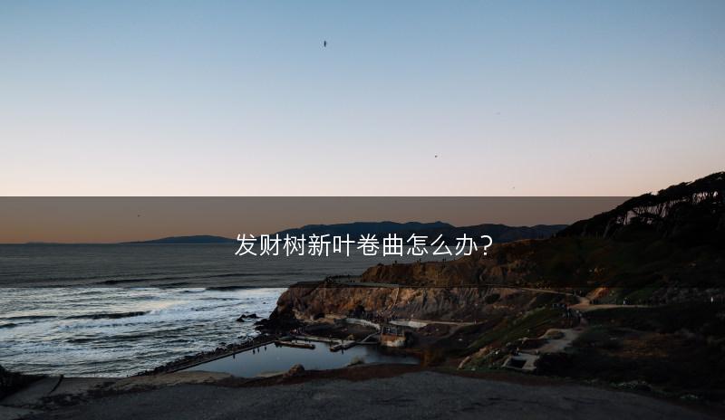 发财树新叶卷曲怎么办？(图1)