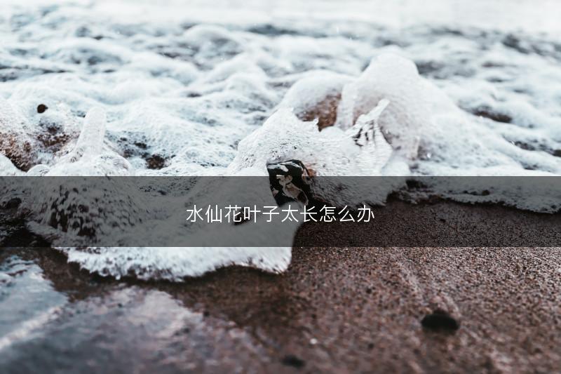 水仙花叶子太长怎么办(图1)