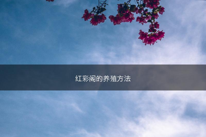 红彩阁的养殖方法(图1)
