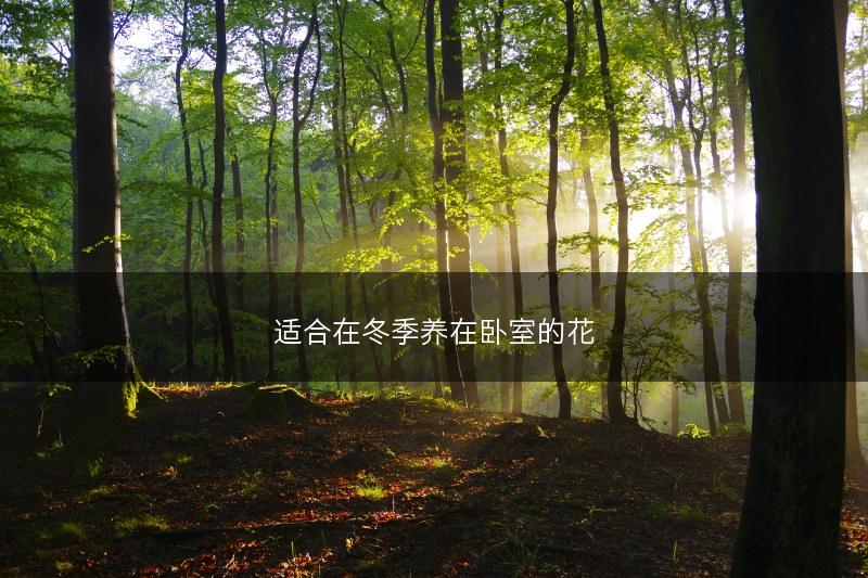 适合在冬季养在卧室的花(图1) 适合在冬季养在卧室的花(图1)