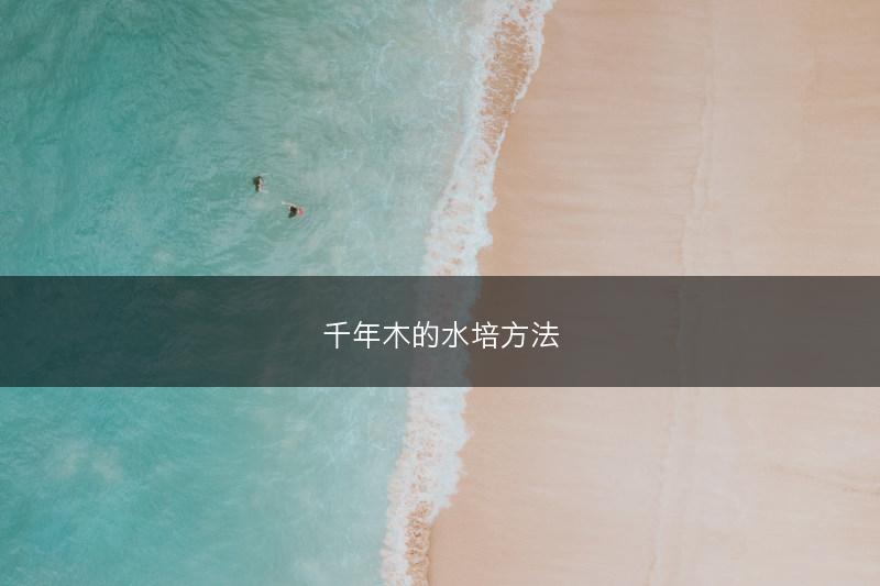 千年木的水培方法(图1)