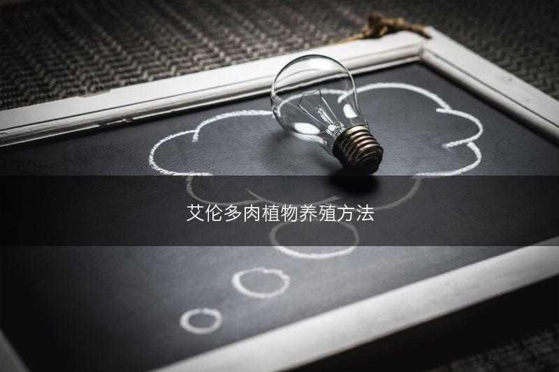 艾伦多肉植物养殖方法(图1)