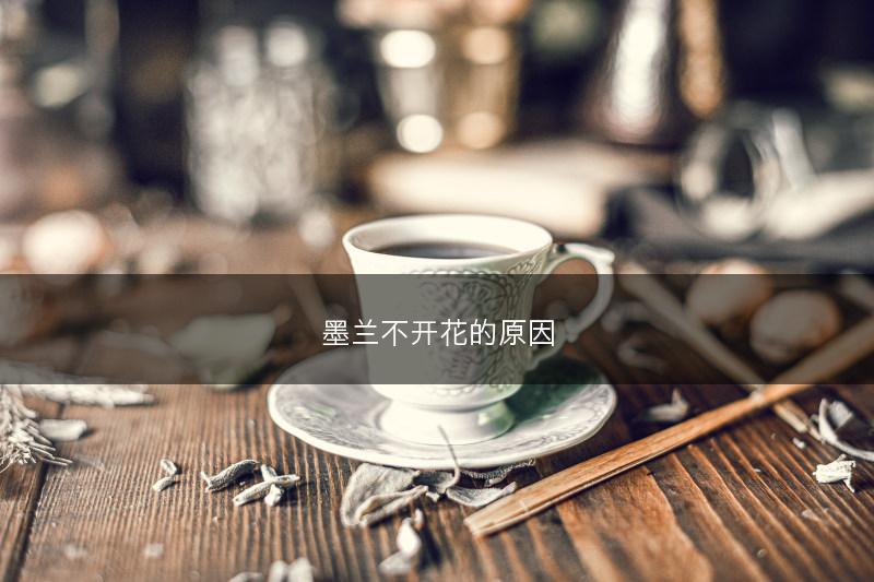 墨兰不开花的原因(图1) 墨兰不开花的原因(图1)