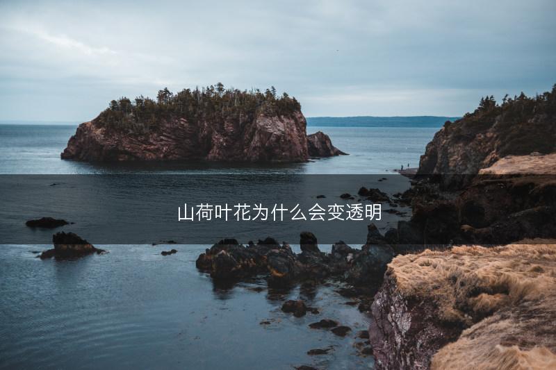 山荷叶花为什么会变透明(图1)