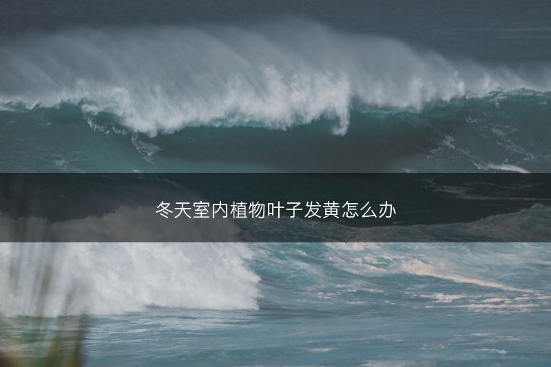 冬天室内植物叶子发黄怎么办(图1) 冬天室内植物叶子发黄怎么办(图1)