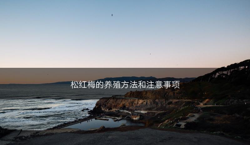 松红梅的养殖方法和注意事项(图1) 松红梅的养殖方法和注意事项(图1)