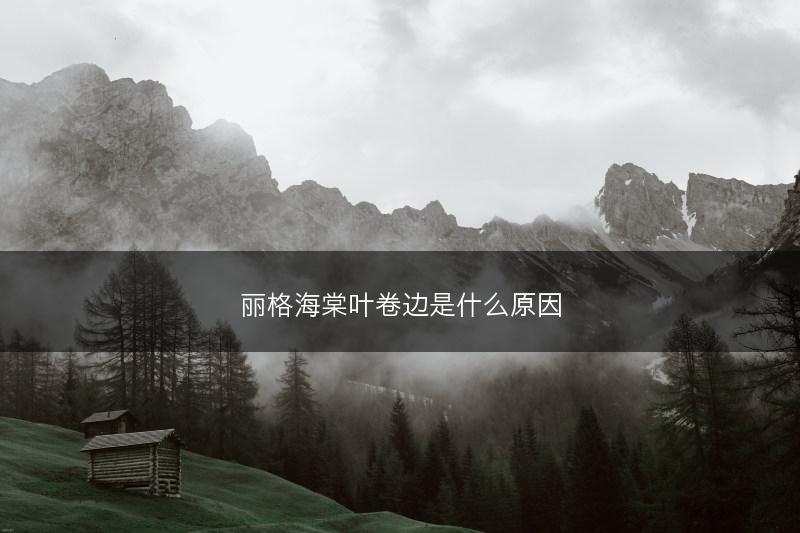 丽格海棠叶卷边是什么原因(图1)