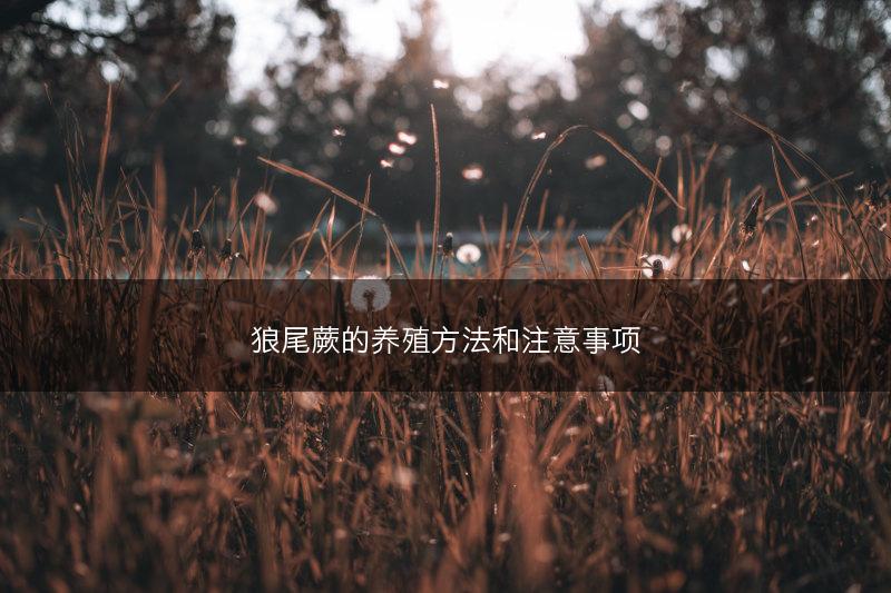 狼尾蕨的养殖方法和注意事项(图1)