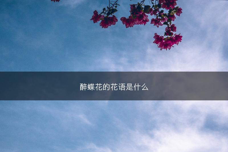 醉蝶花的花语是什么(图1) 醉蝶花的花语是什么(图1)