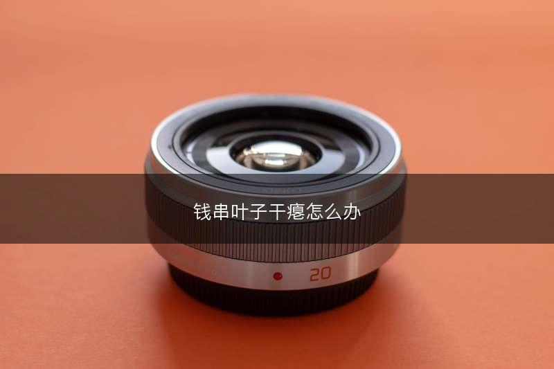 钱串叶子干瘪怎么办(图1) 钱串叶子干瘪怎么办(图1)