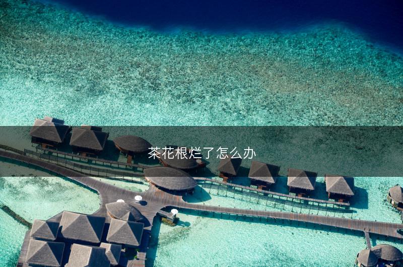 茶花根烂了怎么办(图1) 茶花根烂了怎么办(图1)