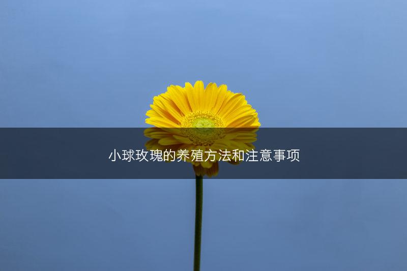 小球玫瑰的养殖方法和注意事项(图1) 小球玫瑰的养殖方法和注意事项(图1)