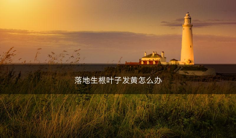 落地生根叶子发黄怎么办(图1) 落地生根叶子发黄怎么办(图1)