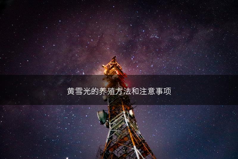 黄雪光的养殖方法和注意事项(图1)