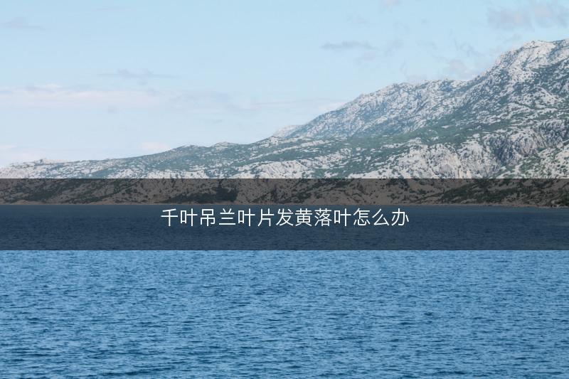 千叶吊兰叶片发黄落叶怎么办(图1) 千叶吊兰叶片发黄落叶怎么办(图1)