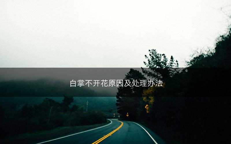 白掌不开花原因及处理办法(图1)
