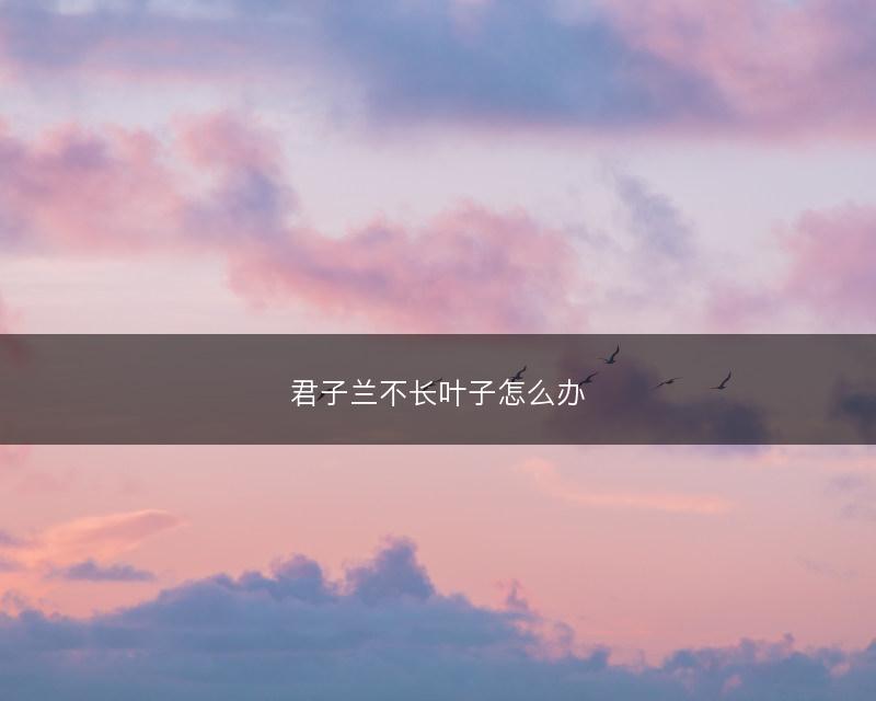 君子兰不长叶子怎么办(图1)