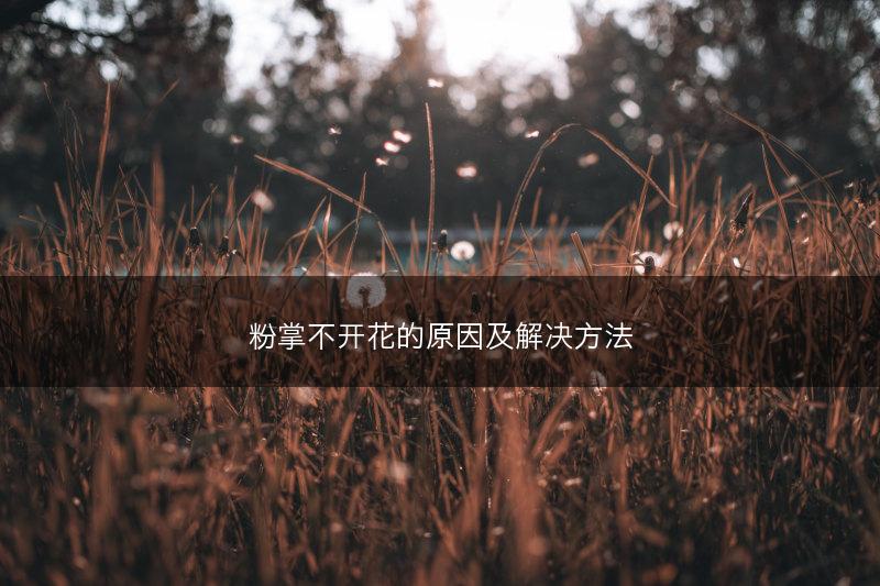 粉掌不开花的原因及解决方法(图1) 粉掌不开花的原因及解决方法(图1)