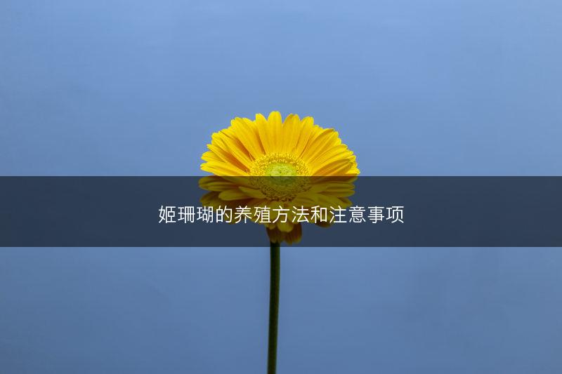 姬珊瑚的养殖方法和注意事项(图1) 姬珊瑚的养殖方法和注意事项(图1)