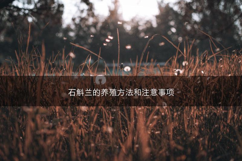 石斛兰的养殖方法和注意事项(图1) 石斛兰的养殖方法和注意事项(图1)