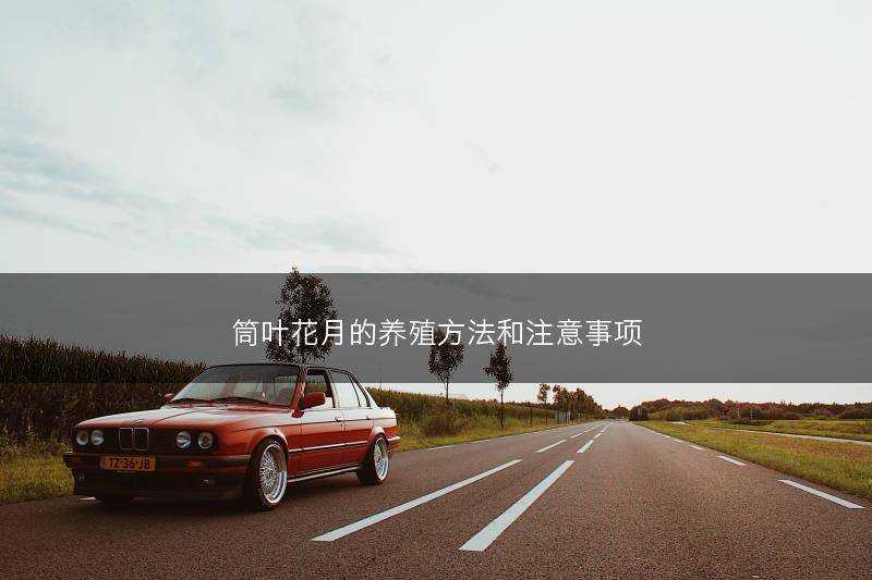 筒叶花月的养殖方法和注意事项(图1) 筒叶花月的养殖方法和注意事项(图1)