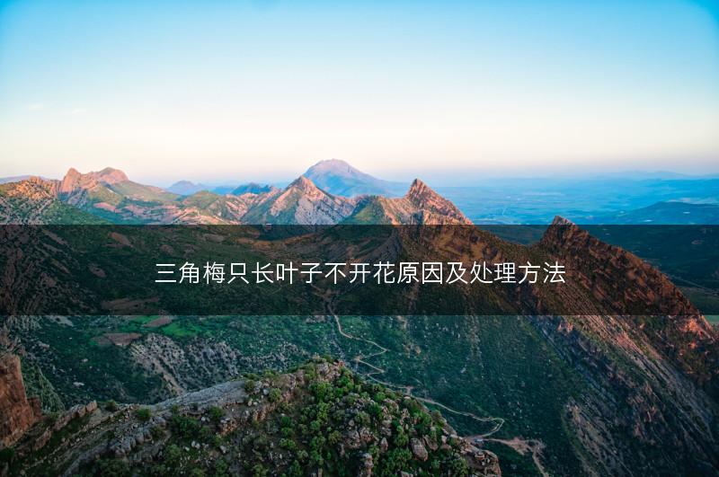 三角梅只长叶子不开花原因及处理方法(图1) 三角梅只长叶子不开花原因及处理方法(图1)