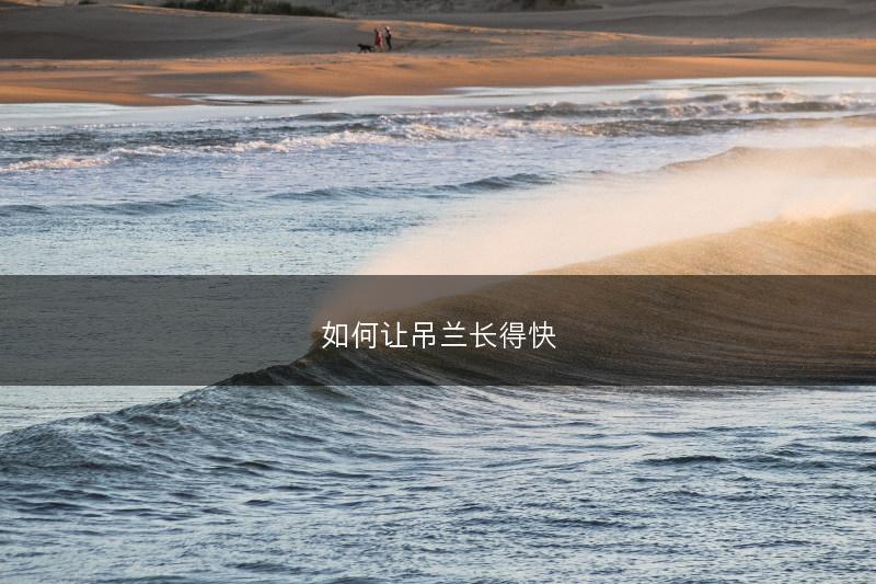 如何让吊兰长得快(图1) 如何让吊兰长得快(图1)