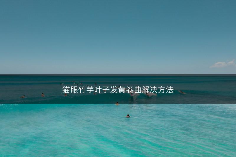 猫眼竹芋叶子发黄卷曲解决方法(图1)