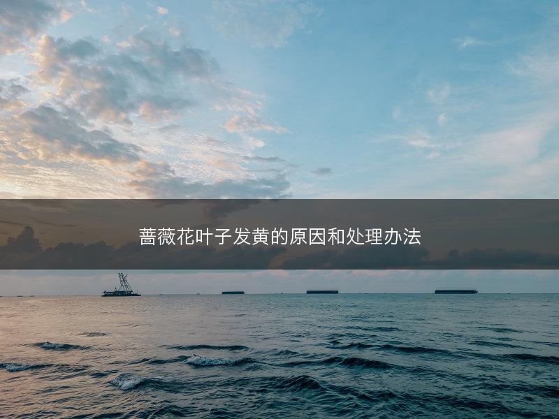 蔷薇花叶子发黄的原因和处理办法(图1)