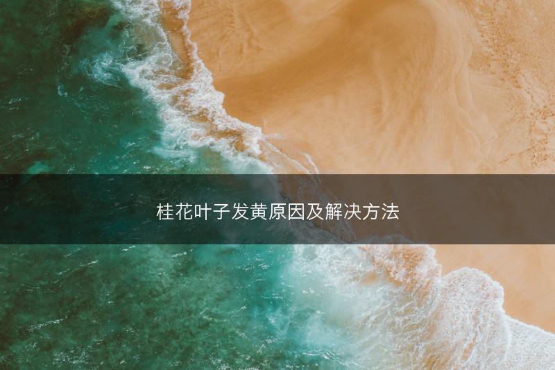 桂花叶子发黄原因及解决方法(图1)