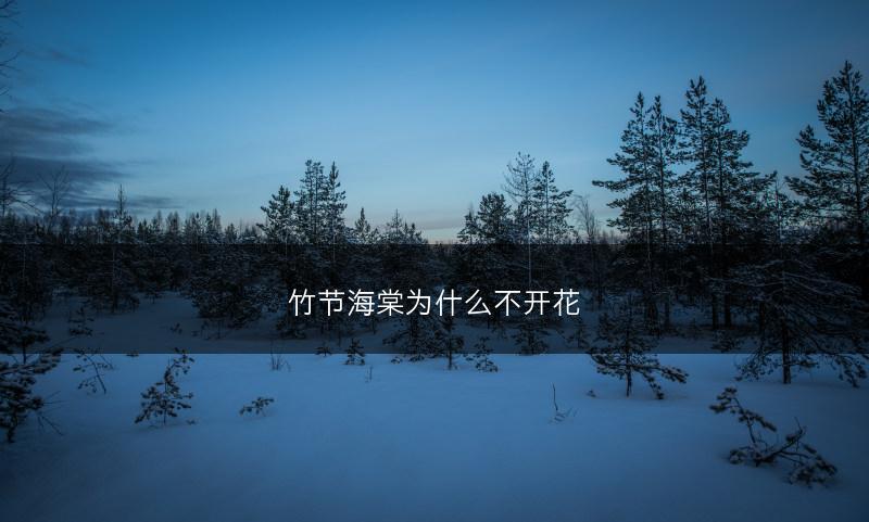 竹节海棠为什么不开花(图1)