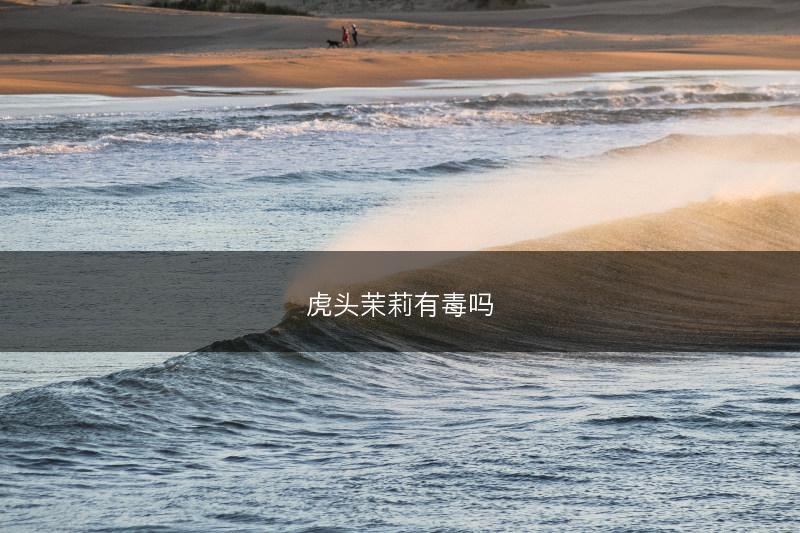 虎头茉莉有毒吗(图1) 虎头茉莉有毒吗(图1)