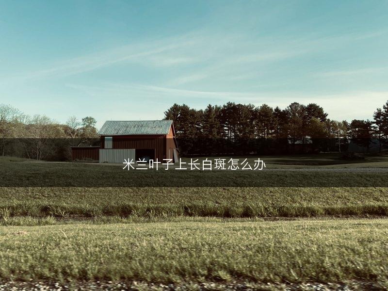 米兰叶子上长白斑怎么办(图1) 米兰叶子上长白斑怎么办(图1)