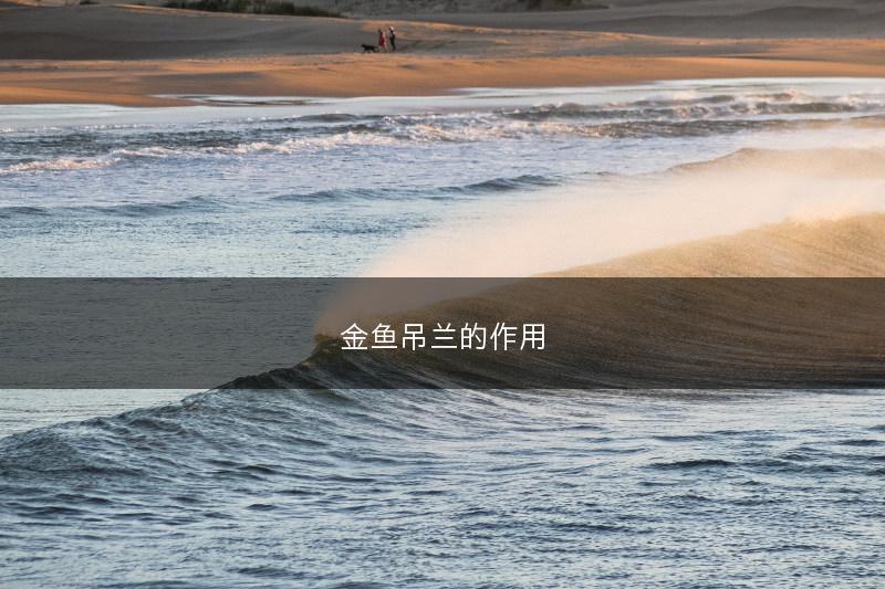 金鱼吊兰的作用(图1) 金鱼吊兰的作用(图1)