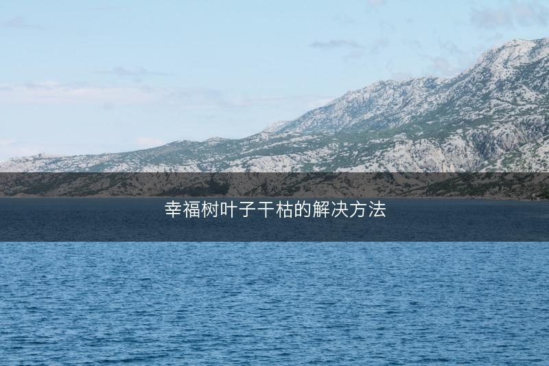 幸福树叶子干枯的解决方法(图1) 幸福树叶子干枯的解决方法(图1)