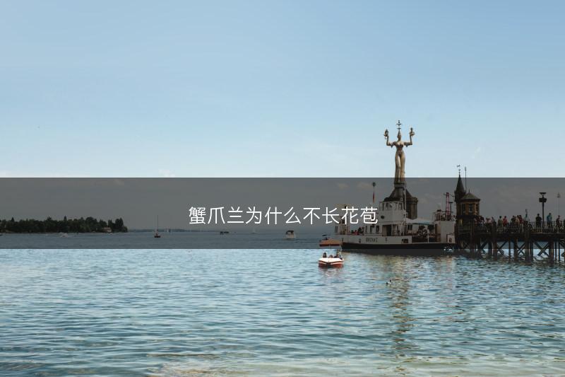 蟹爪兰为什么不长花苞(图1)