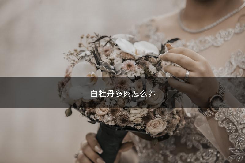 白牡丹多肉怎么养(图1) 白牡丹多肉怎么养(图1)