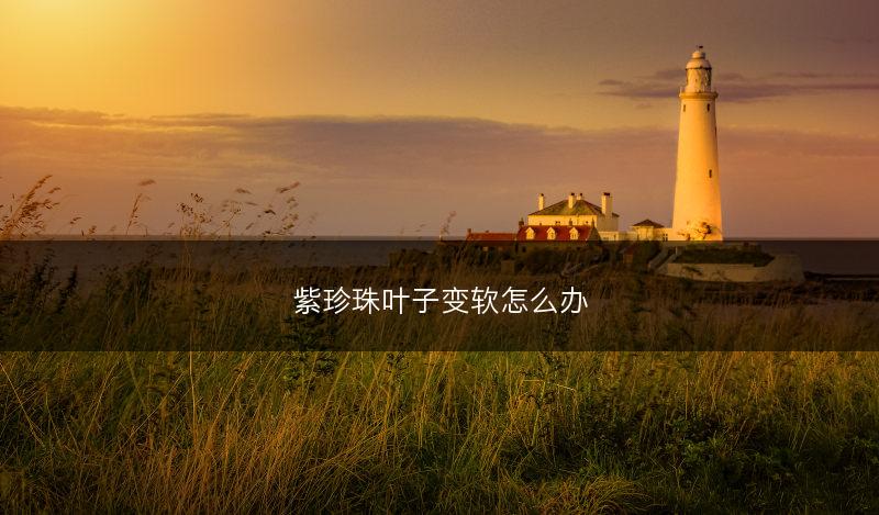 紫珍珠叶子变软怎么办(图1) 紫珍珠叶子变软怎么办(图1)