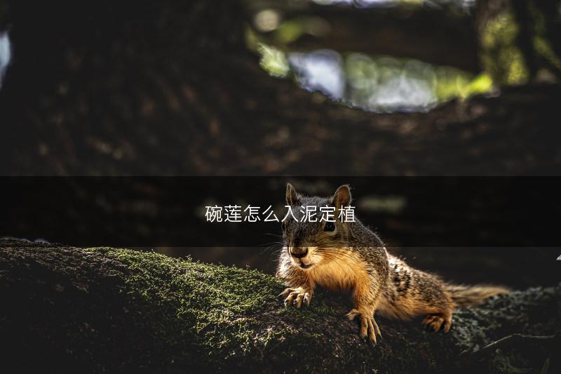 碗莲怎么入泥定植(图1) 碗莲怎么入泥定植(图1)