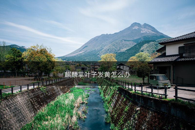 麒麟掌叶子发黄怎么办(图1)