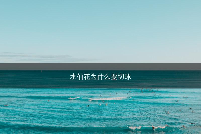 水仙花为什么要切球(图1) 水仙花为什么要切球(图1)