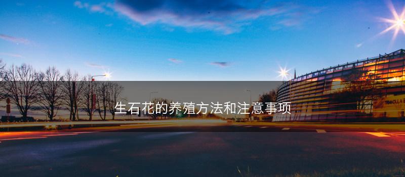 生石花的养殖方法和注意事项(图1)