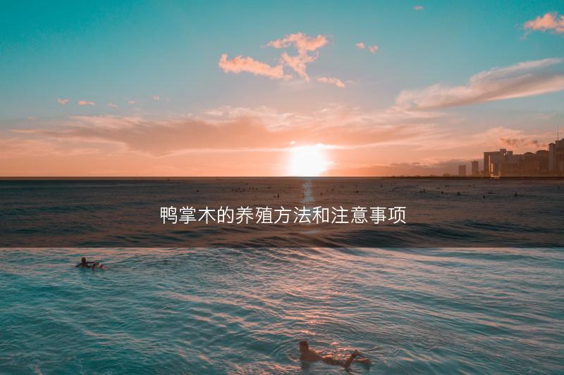 鸭掌木的养殖方法和注意事项(图1) 鸭掌木的养殖方法和注意事项(图1)