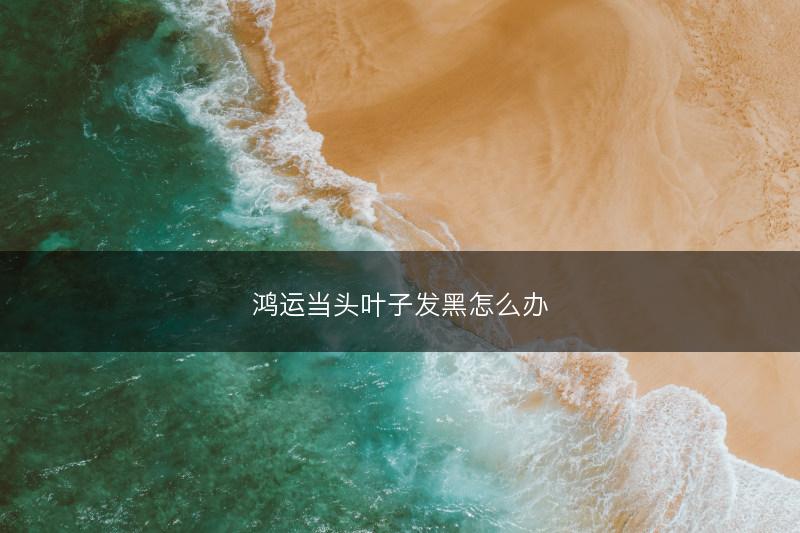 鸿运当头叶子发黑怎么办(图1) 鸿运当头叶子发黑怎么办(图1)