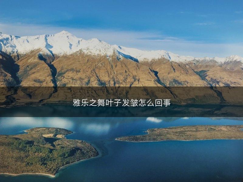 雅乐之舞叶子发皱怎么回事(图1)